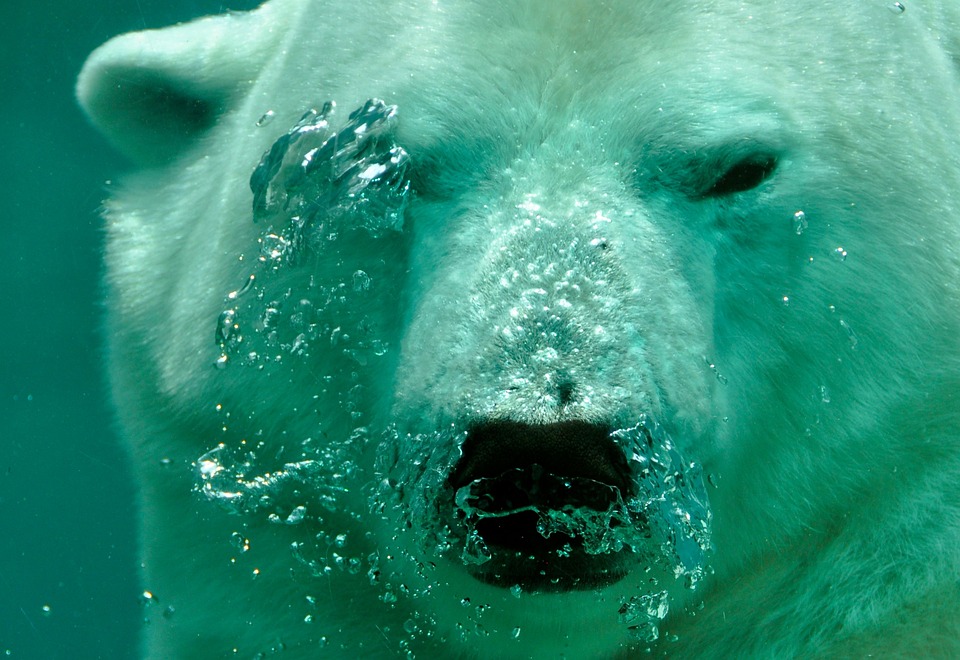 Bears on Admiralty Island